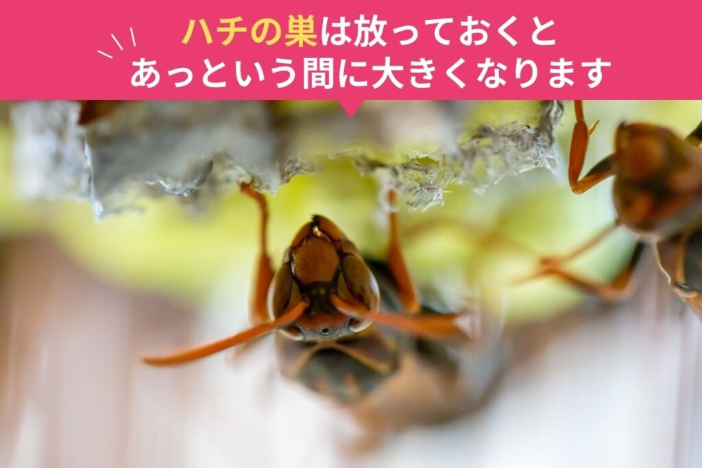 蜂の巣は放っておくとあっという間に大きくなります。埼玉県飯能市でスズメバチ駆除や害虫駆除や害獣駆除は蜂の巣駆除産業へ。