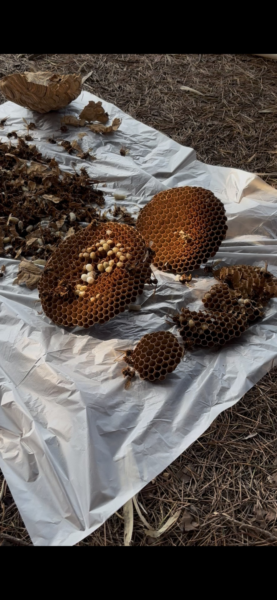 駆除後に取り出されたキイロスズメバチの巣